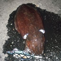 コウイカ