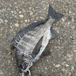 チンチン