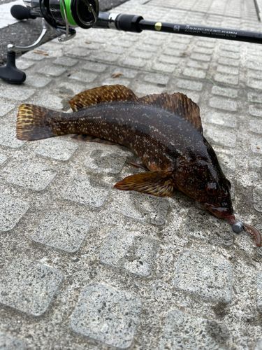 アイナメの釣果