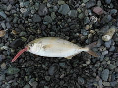 ショゴの釣果