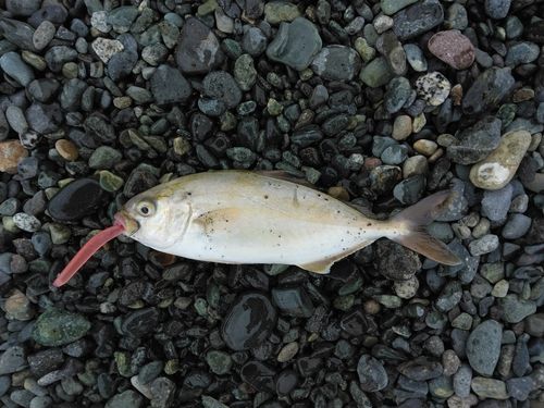 ショゴの釣果