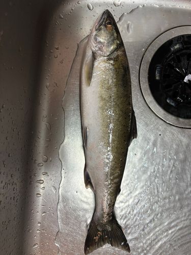 サクラマスの釣果