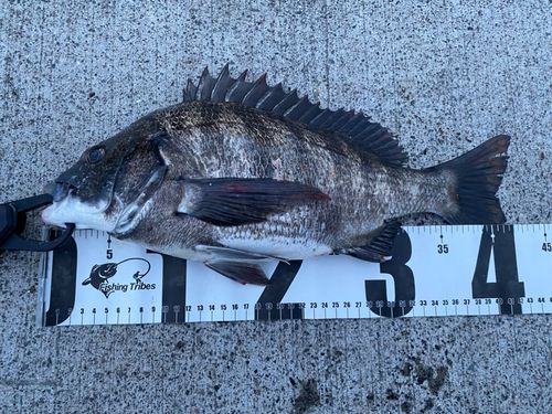 クロダイの釣果