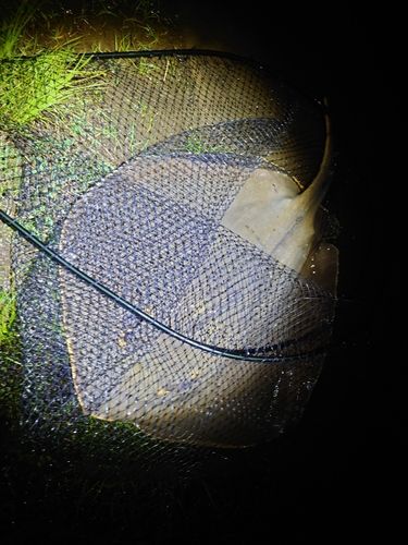 アカエイの釣果