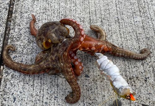 マダコの釣果