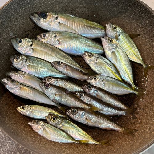アジの釣果