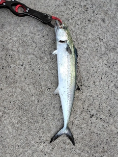 サゴシの釣果
