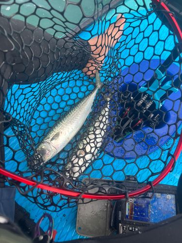 サバの釣果