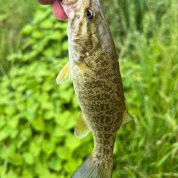 スモールマウスバス