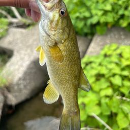 スモールマウスバス