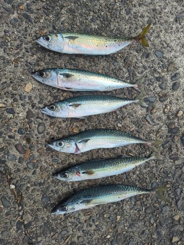 サバの釣果