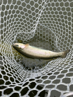 ニジマスの釣果