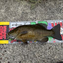 スモールマウスバス