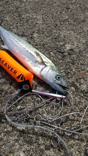 サゴシの釣果