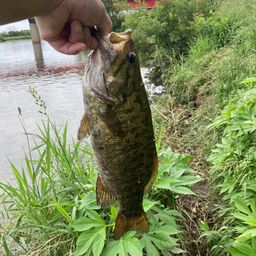 スモールマウスバス