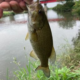 スモールマウスバス