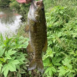 スモールマウスバス