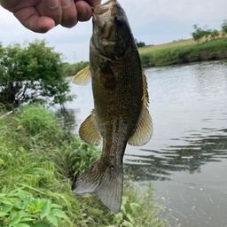 スモールマウスバス