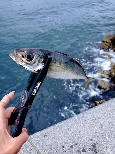 釣果