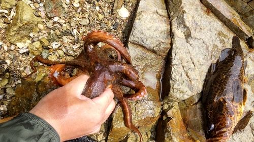 マダコの釣果