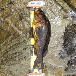 タケノコメバル