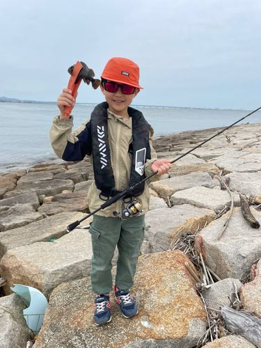 ムラソイの釣果