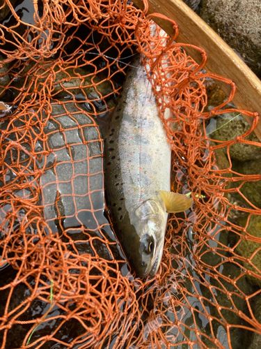 アマゴの釣果