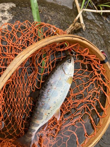 アマゴの釣果