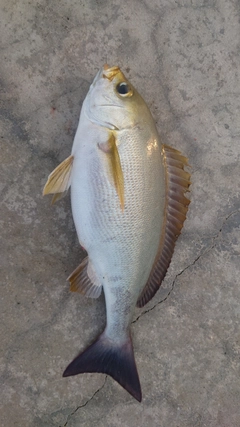 イサキの釣果