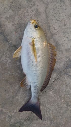 イサキの釣果