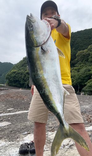 ブリの釣果