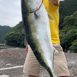 ブリ