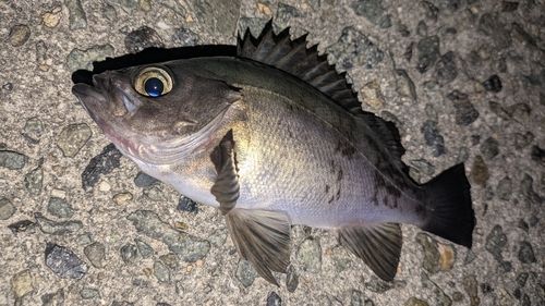 メバルの釣果
