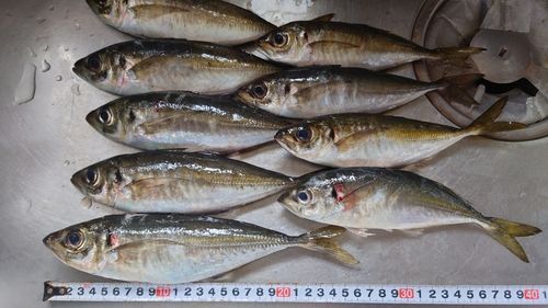アジの釣果