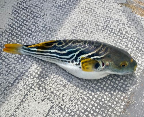 シマフグの釣果