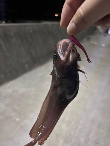 チゴダラの釣果