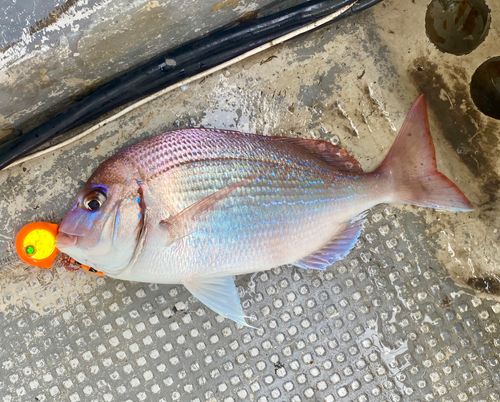 ハナダイの釣果