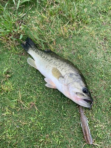 ラージマウスバスの釣果