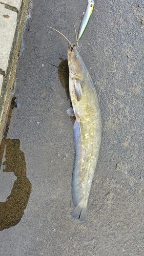 ナマズの釣果