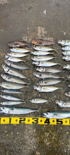 アジの釣果