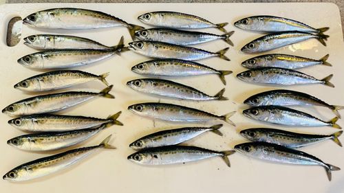 サバの釣果