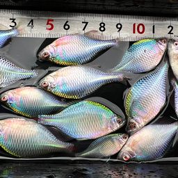 タイリクバラタナゴ