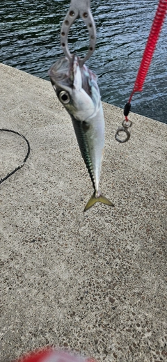 サバの釣果