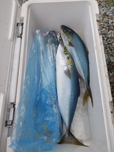サワラの釣果