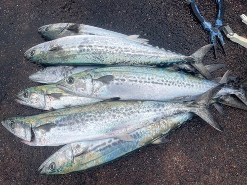 サゴシの釣果