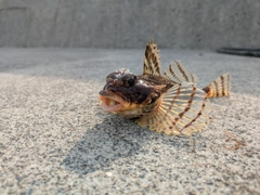 カジカの釣果