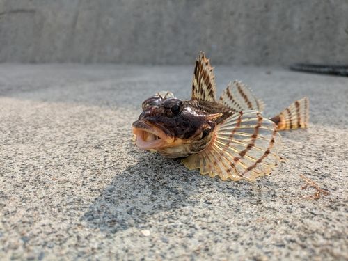 カジカの釣果