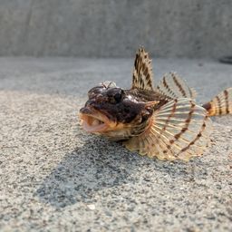 カジカ