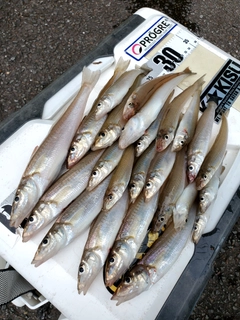 キスの釣果