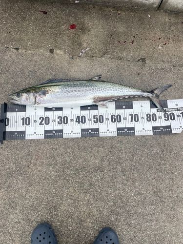サワラの釣果